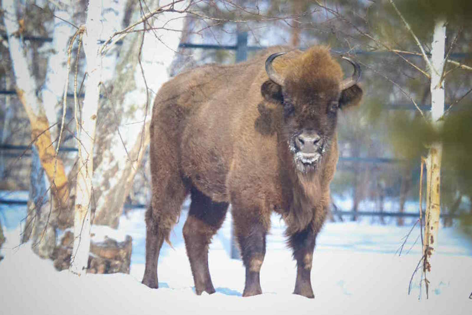 Уже освоились и понимают по-башкирски!
