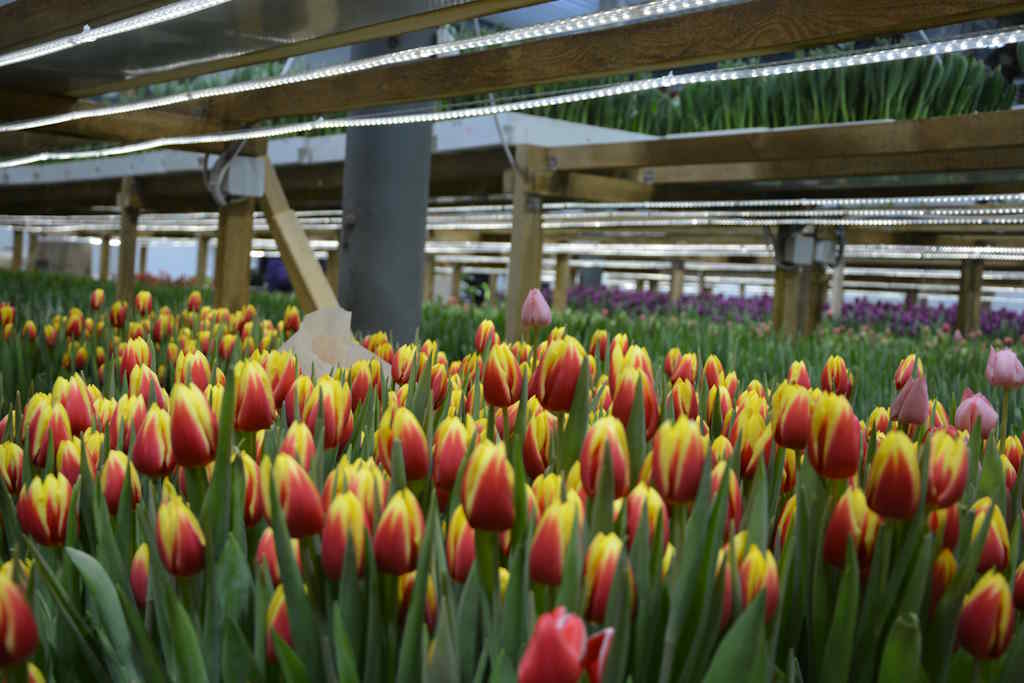 Полмиллиона тюльпанов к 8 Марта