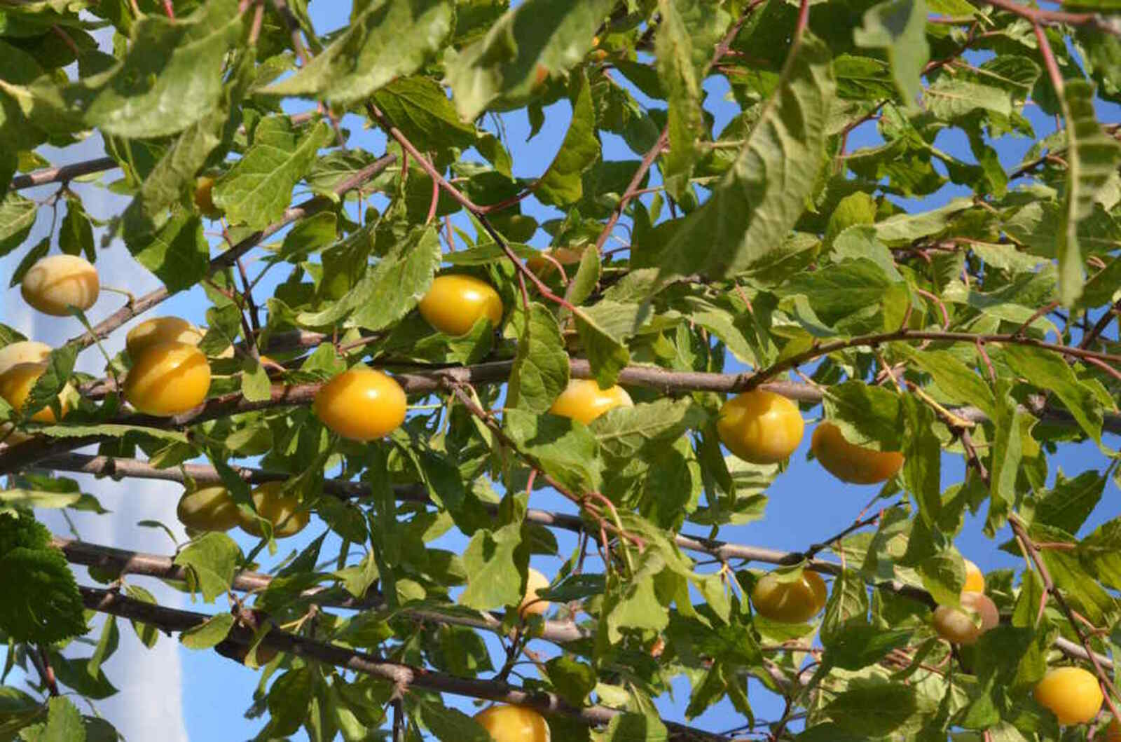 Август – золотой венец лета