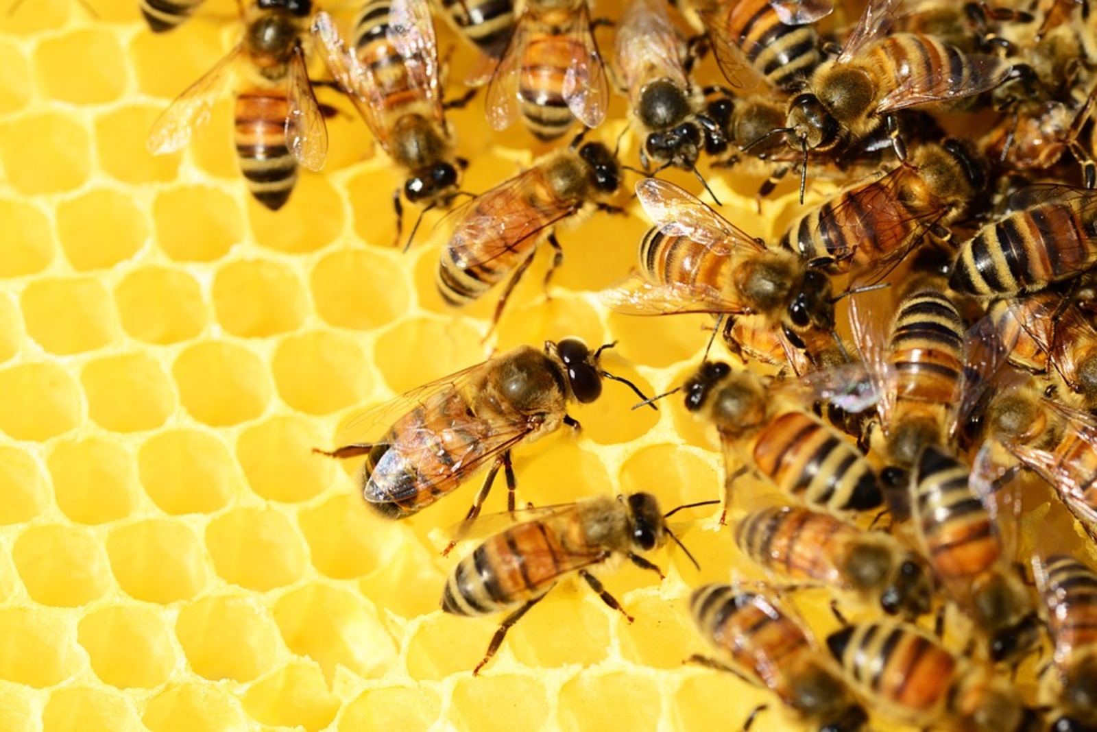 В Гафурийском районе реализующим проекты по бортевому и колодному пчеловодству власти республики планируют компенсировать часть затрат