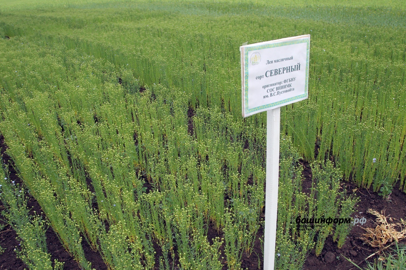 Башкирия экспортировала в Китай еще более 400 тонн масличного льна