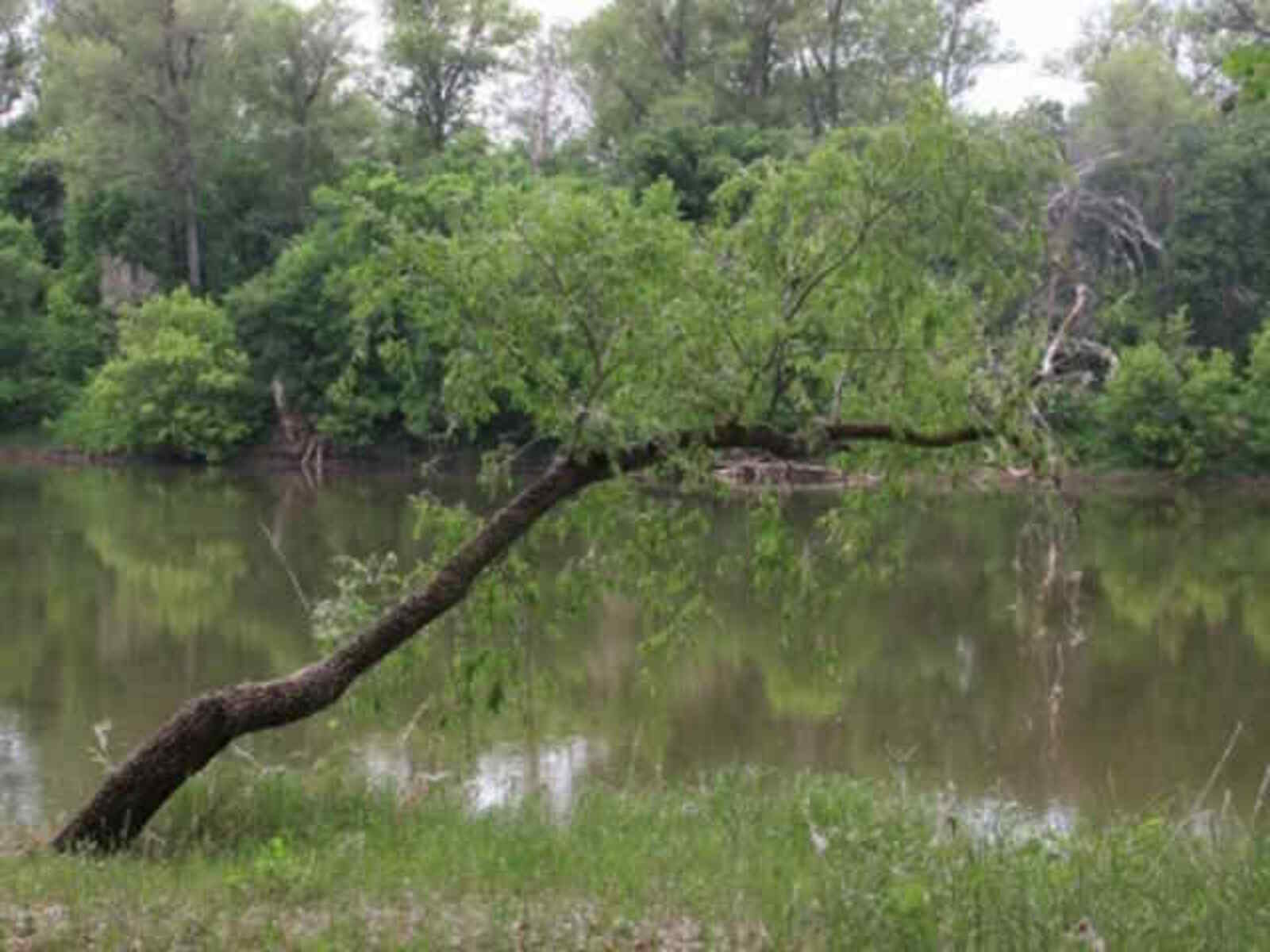 В июне день за год считается