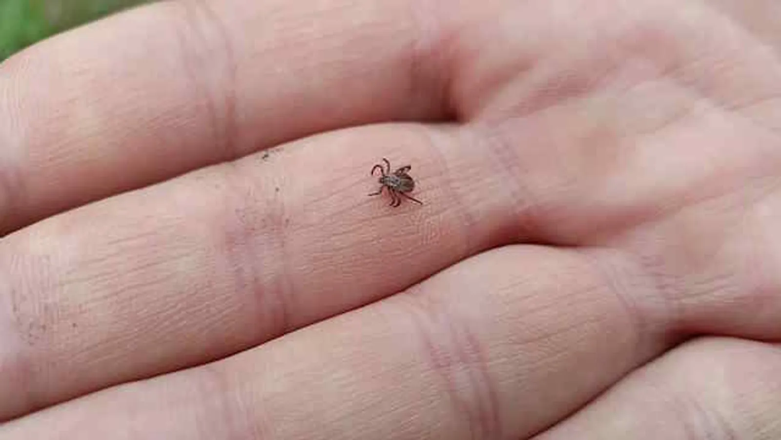 Среди неблагополучных по энцефалиту