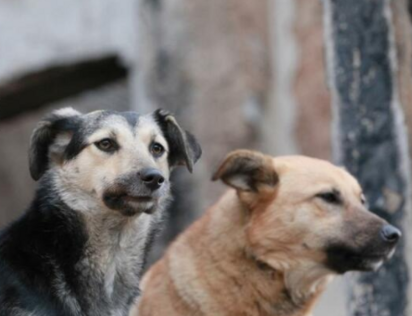 Стая собак насмерть загрызла семилетнюю девочку в Забайкалье, а в Госсобрании-Курултае Башкирии поддержали инициативу о чипировании домашних животных