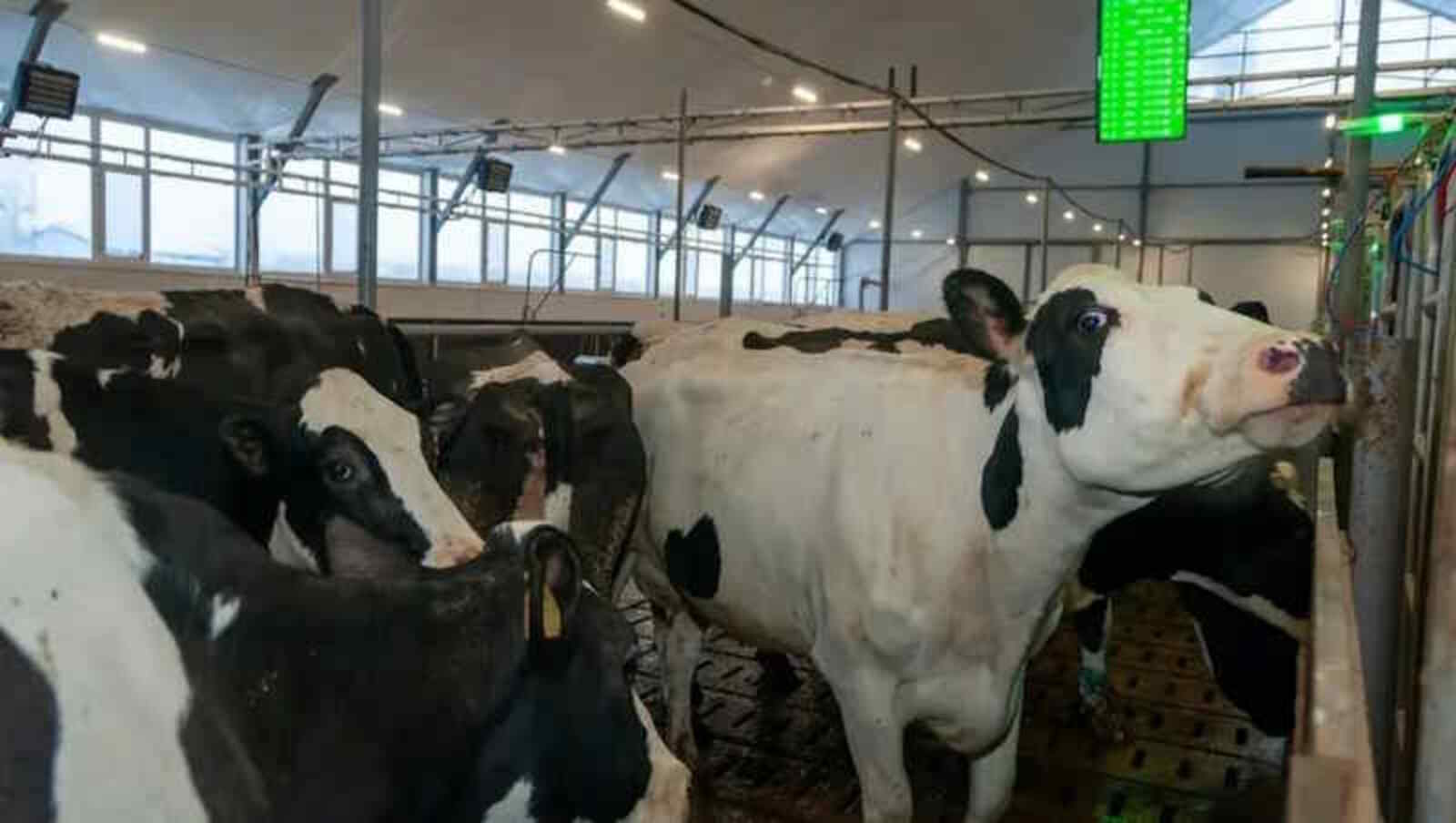 50 современных ферм