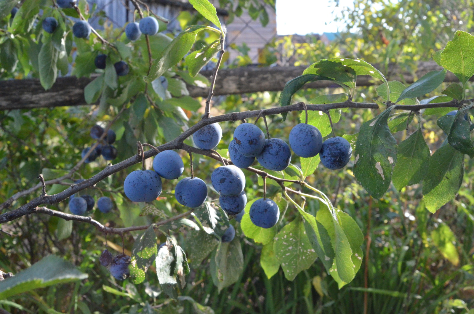 Красное лето провожает, осень золотую встречает