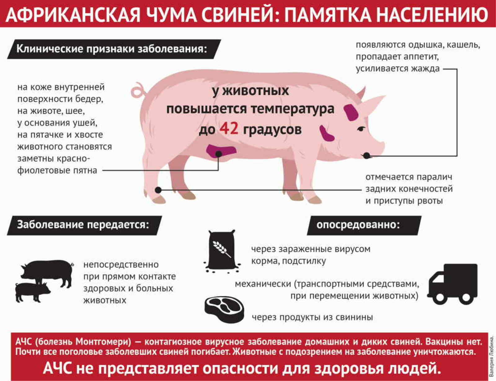 В Башкирии нашли африканскую чуму свиней. Что важно про неё знать