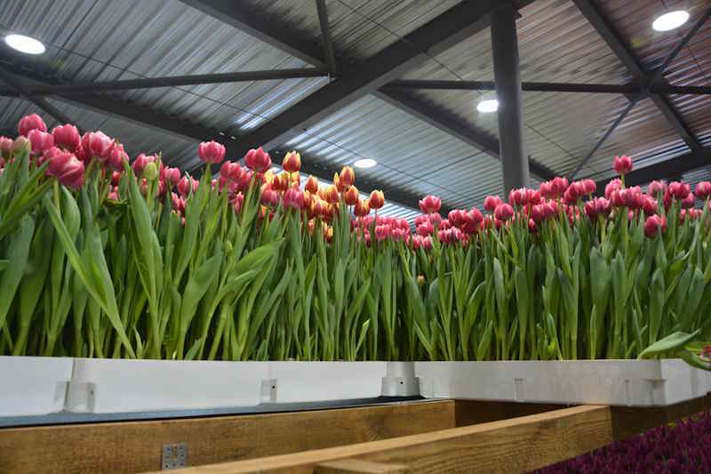 Полмиллиона тюльпанов к 8 Марта