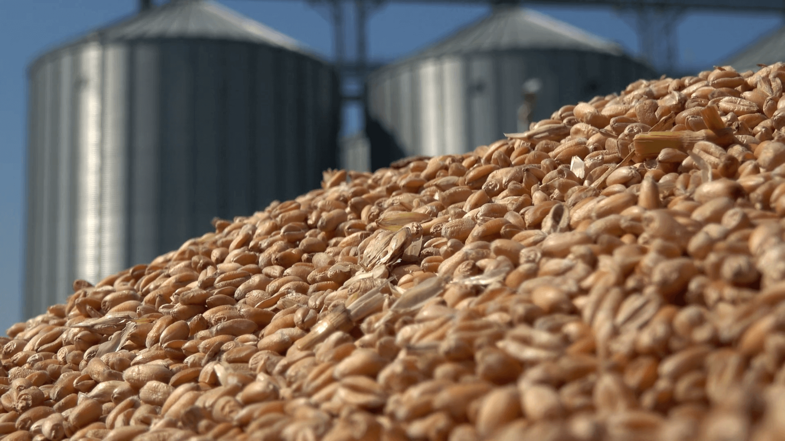 Башкирское зерно и продукты его переработки экспортировали в 12 стран мира