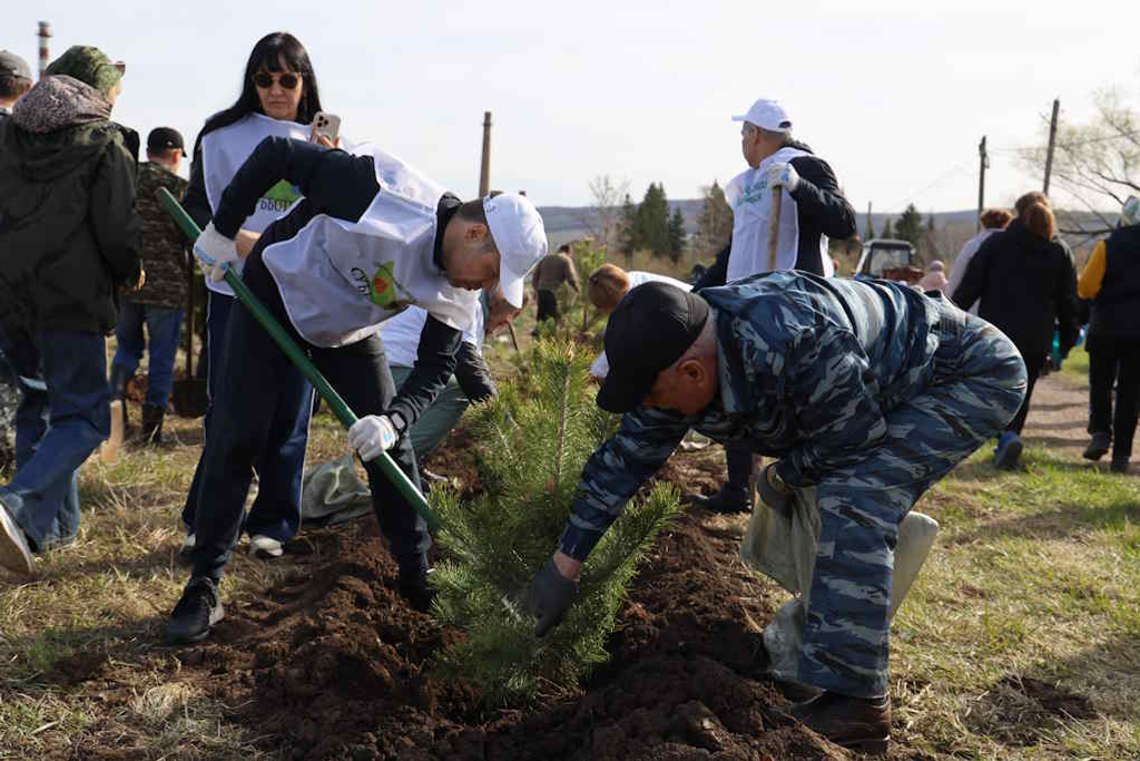 500 молодых деревьев