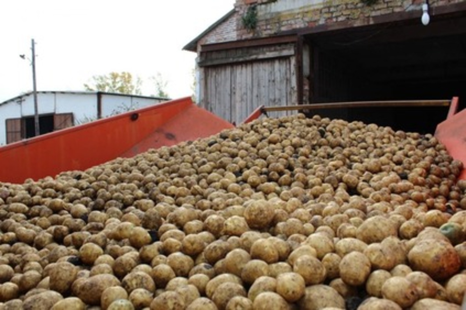 Сельхозпредприятие Башкортостана экспортировало в Казахстан 27 тонн картофеля