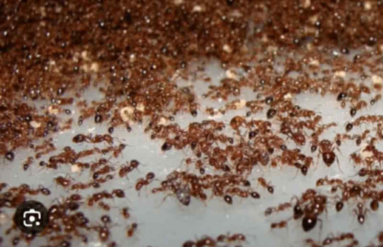 Как избавиться от муравьёв в доме?