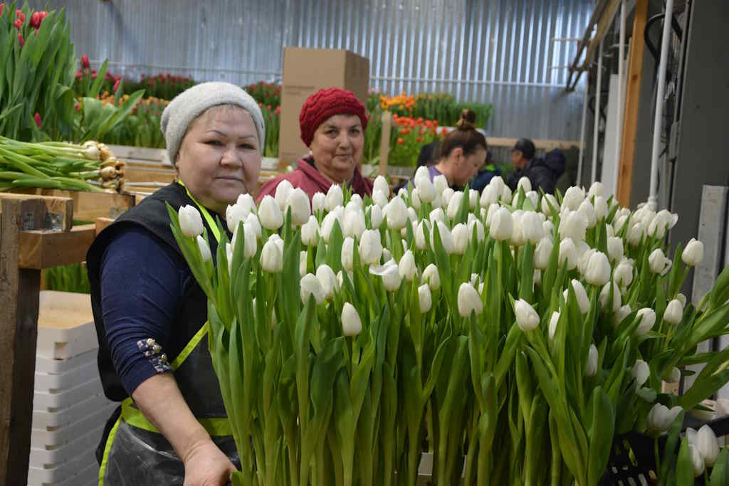 Полмиллиона тюльпанов к 8 Марта