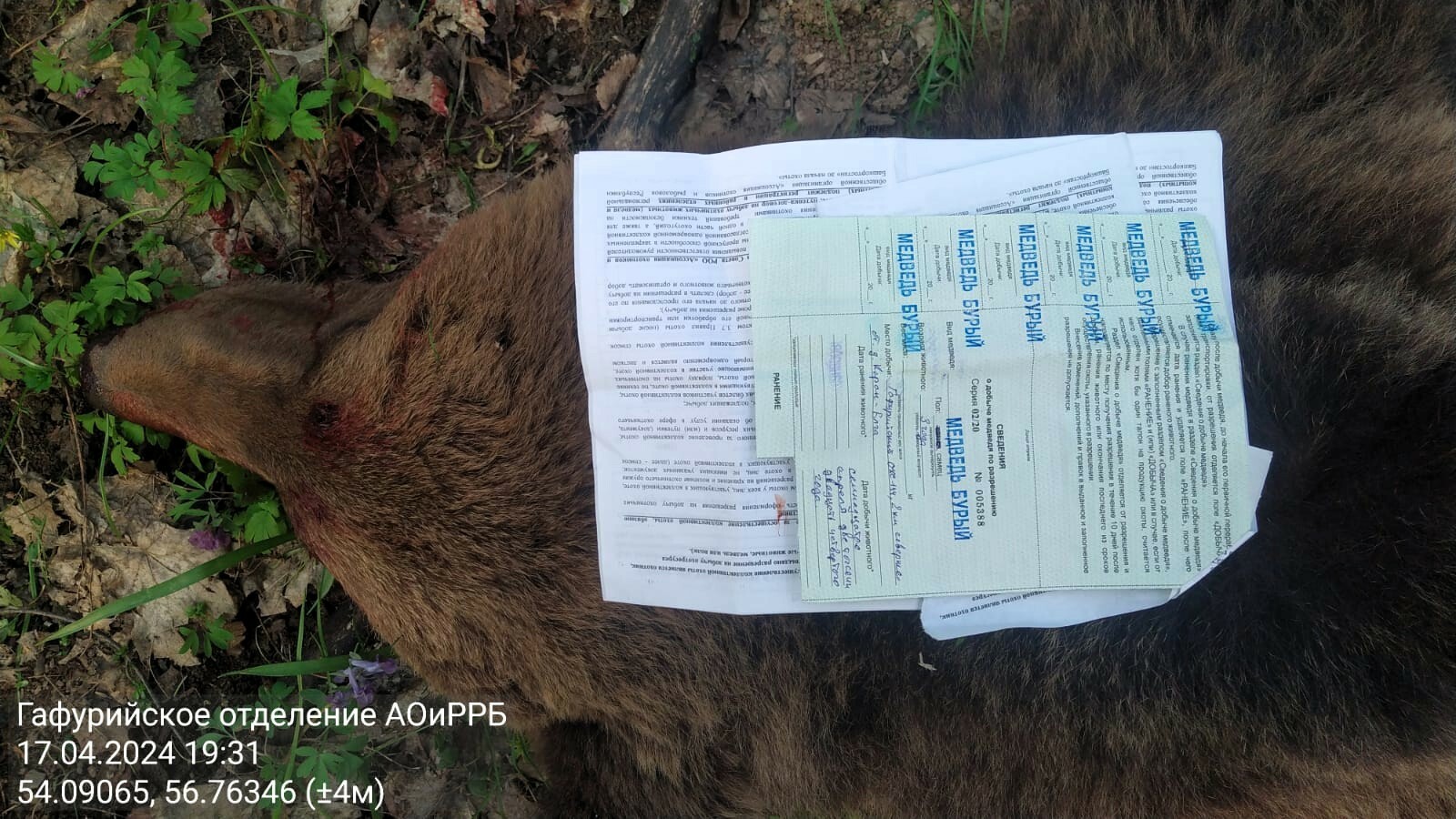 Тревога в Каран-Елге: медведь-нарушитель потревожил покой местных жителей, накинувшись на КРС