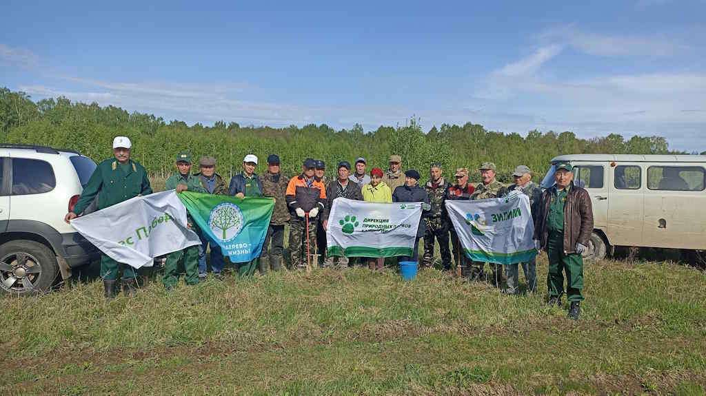 Ещё 12 тысяч сосен