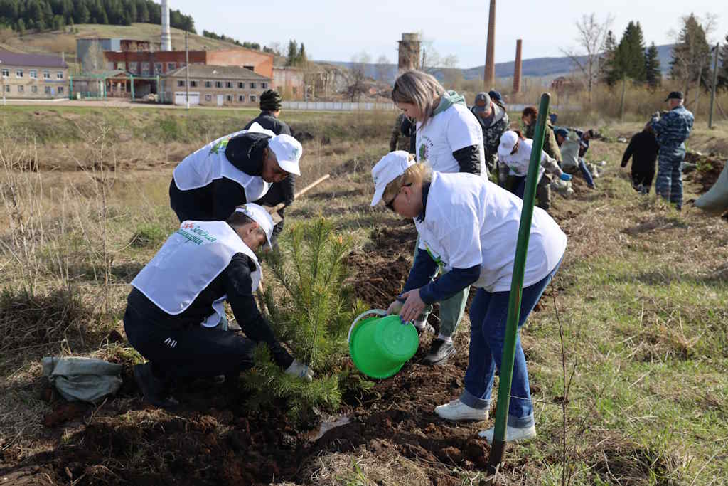 500 молодых деревьев