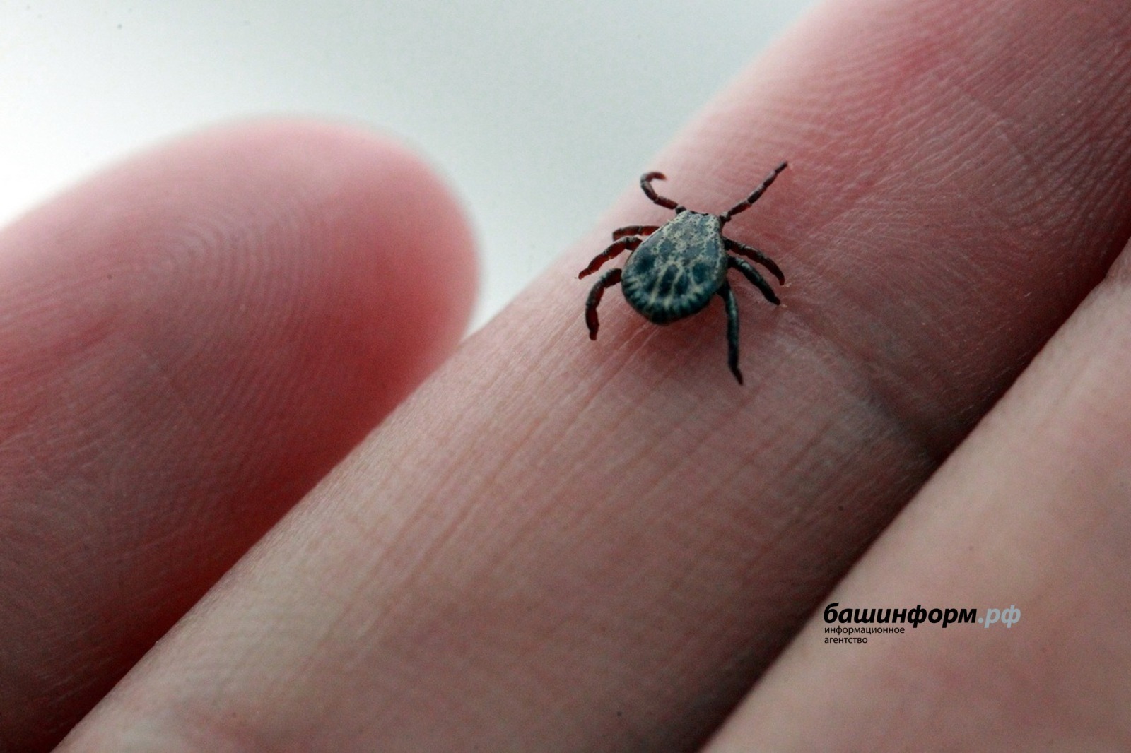 В Башкирии клещи покусали более 8,6 тысячи человек