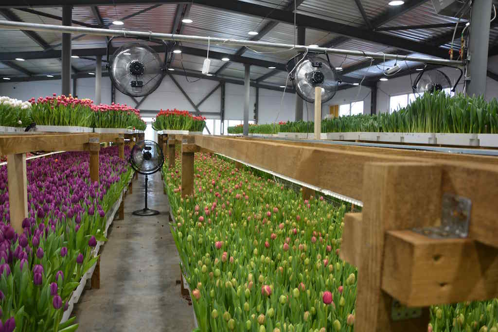 Полмиллиона тюльпанов к 8 Марта