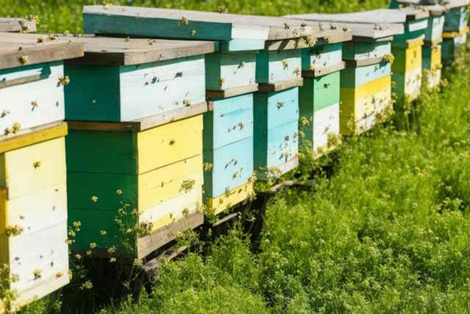 Пчёлы – под защитой