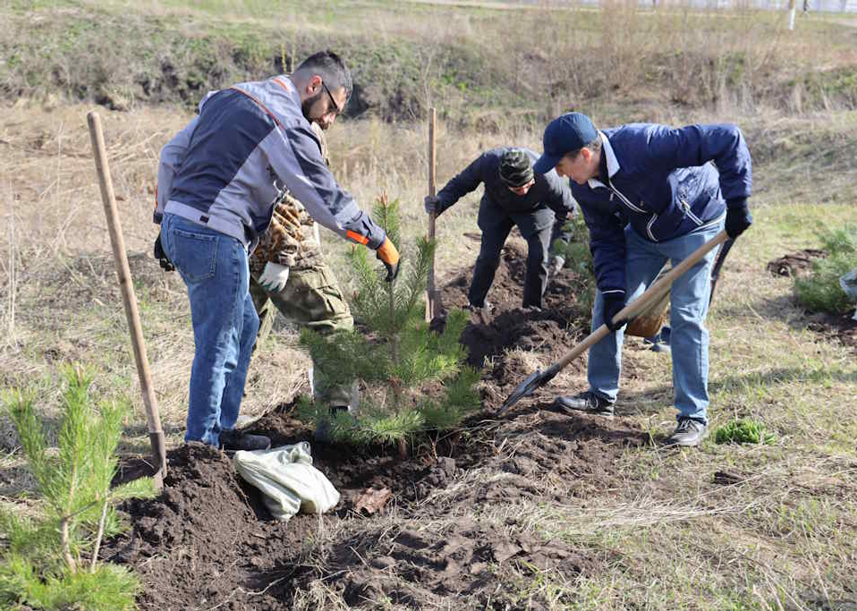 500 молодых деревьев