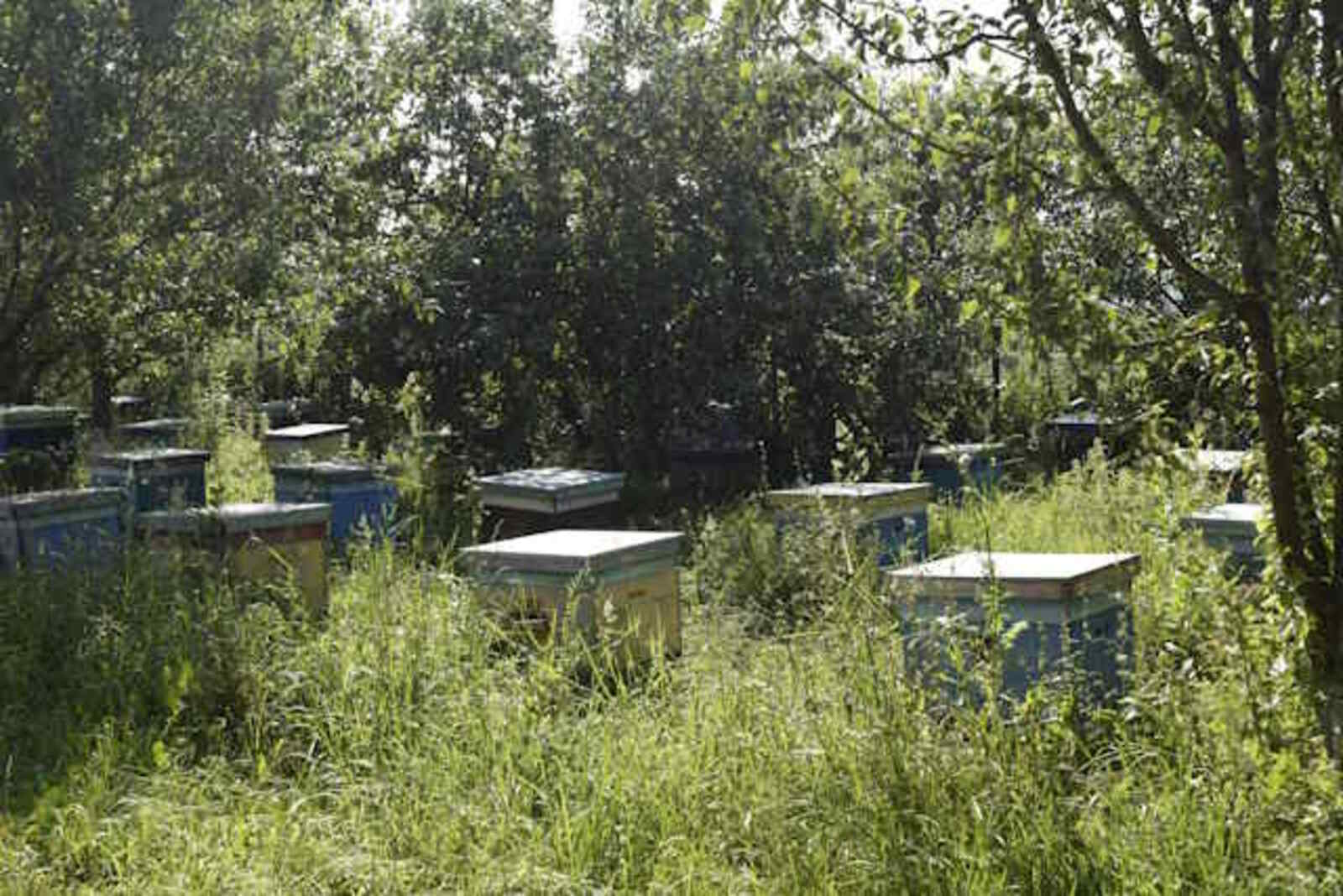 С Днём пчеловода!