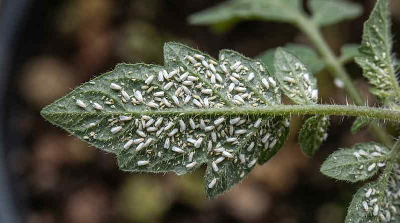 Белокрылка на рассаде: как защитить растения