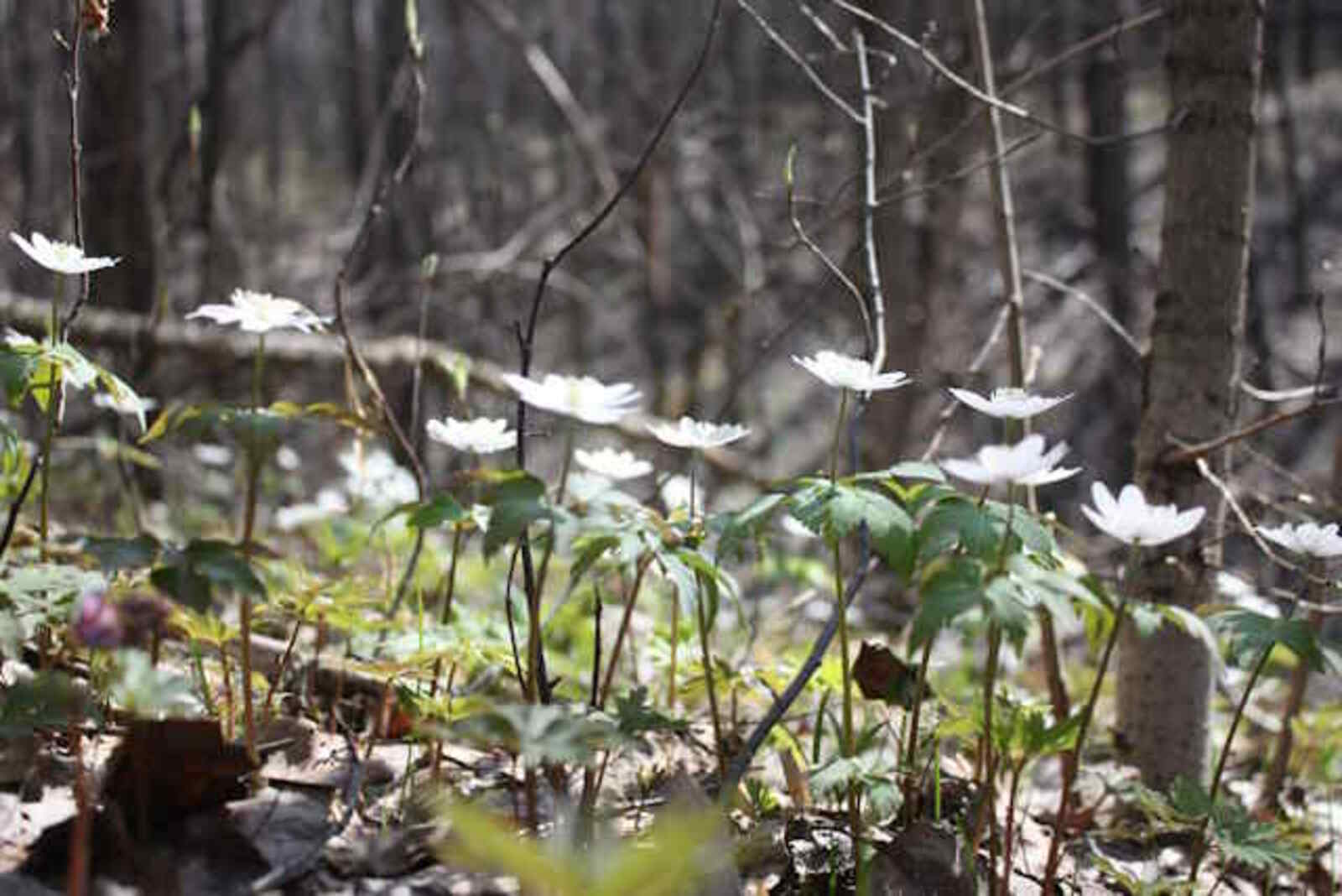 Апрель – месяц живой воды и весеннего обновления