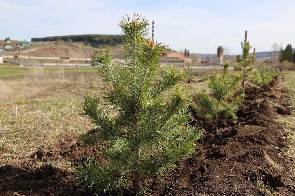 500 молодых деревьев