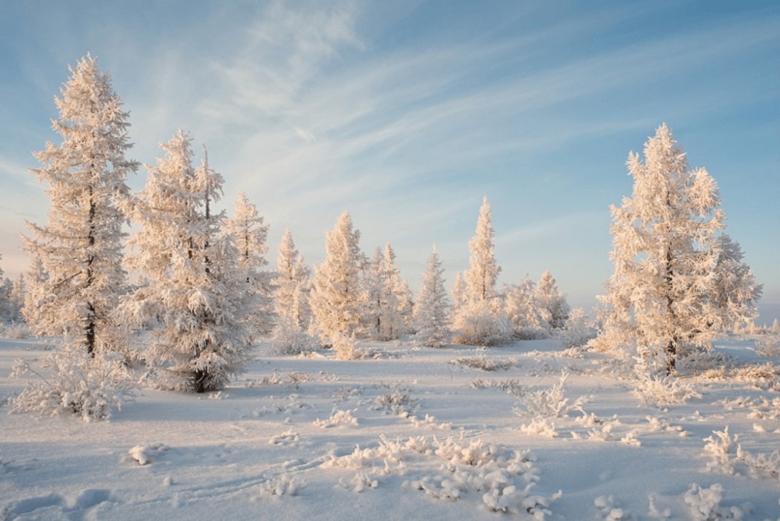 Январь году начало зимы. Зимний пейзаж. Декабрь природа. Зимняя природа. Зима декабрь.