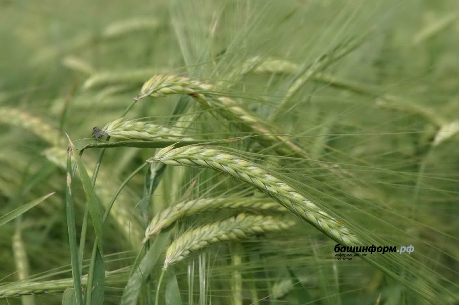 В Казахстане сварят пенный напиток из башкирского ячменя
