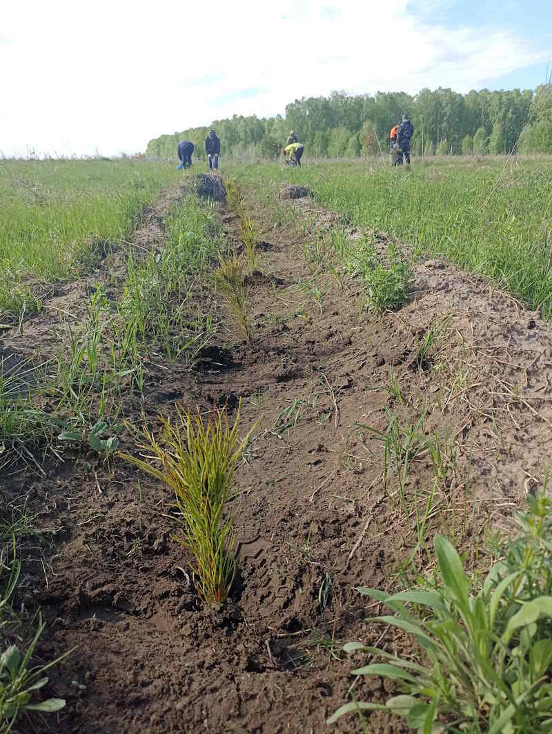 Ещё 12 тысяч сосен