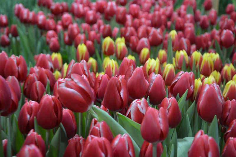 Полмиллиона тюльпанов к 8 Марта