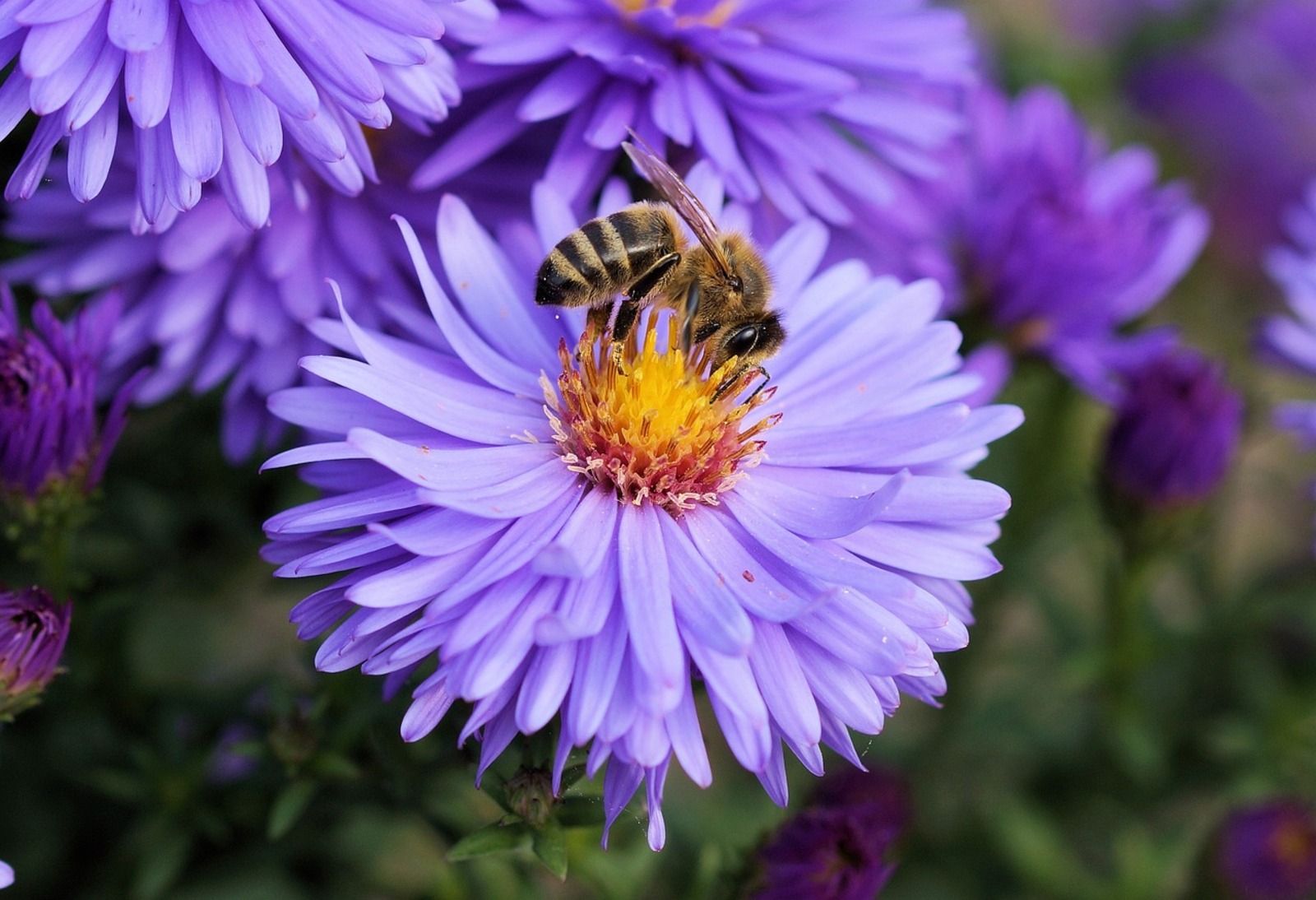 Для сохранения чистопородности местных пчел ученые республики подготовят рекомендации для каждого района, в том числе Гафурийского