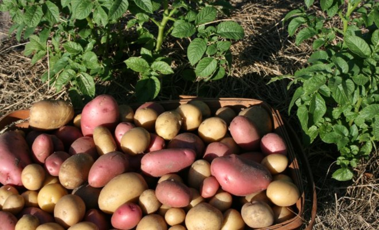 Как добиться богатого урожая картофеля