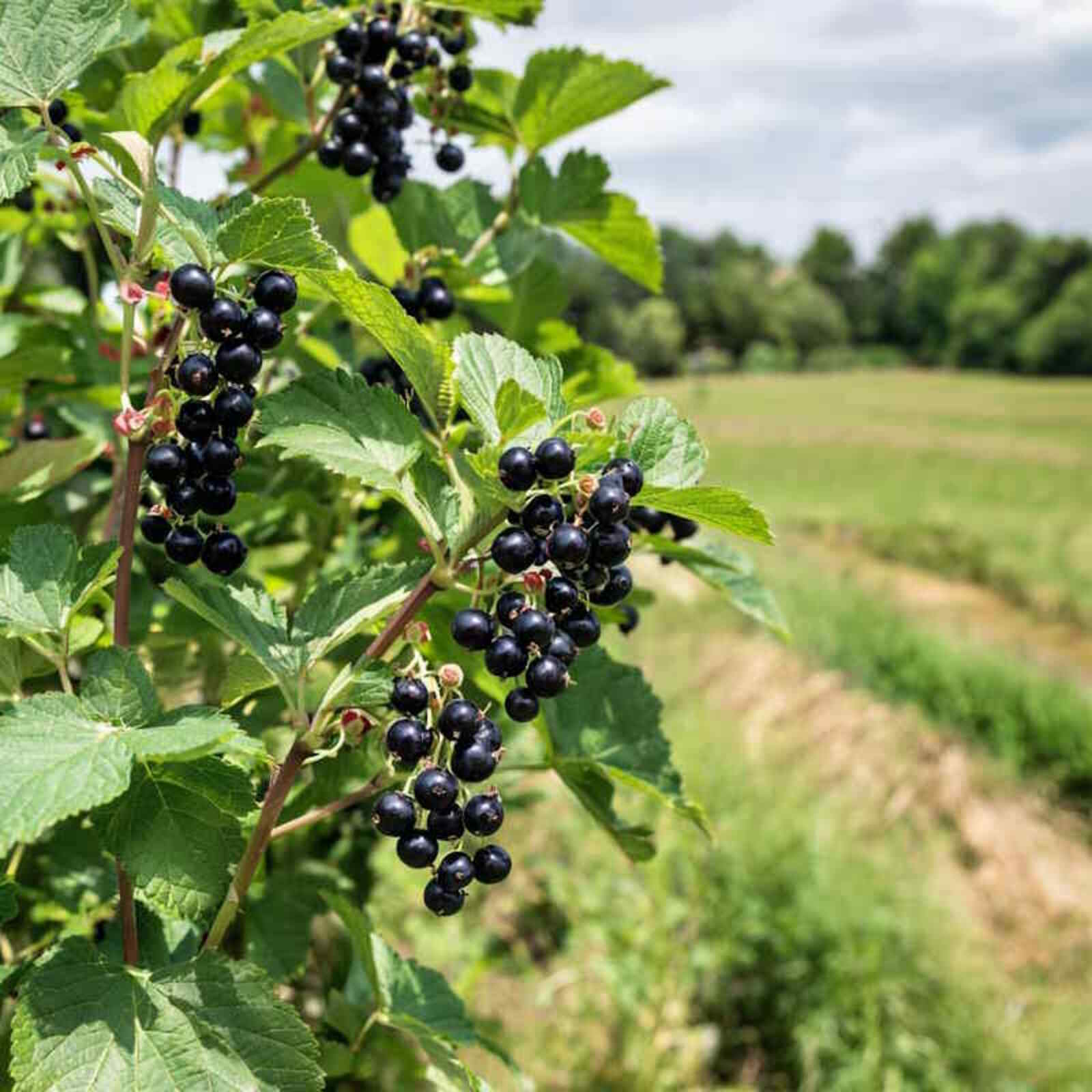 Уход за смородиной после сбора урожая