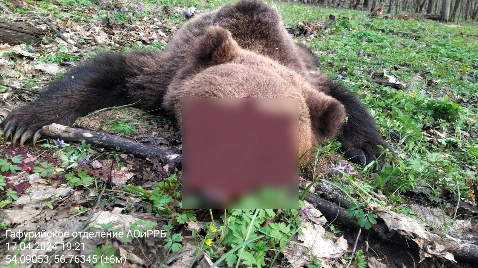 Тревога в Каран-Елге: медведь-нарушитель потревожил покой местных жителей, накинувшись на КРС