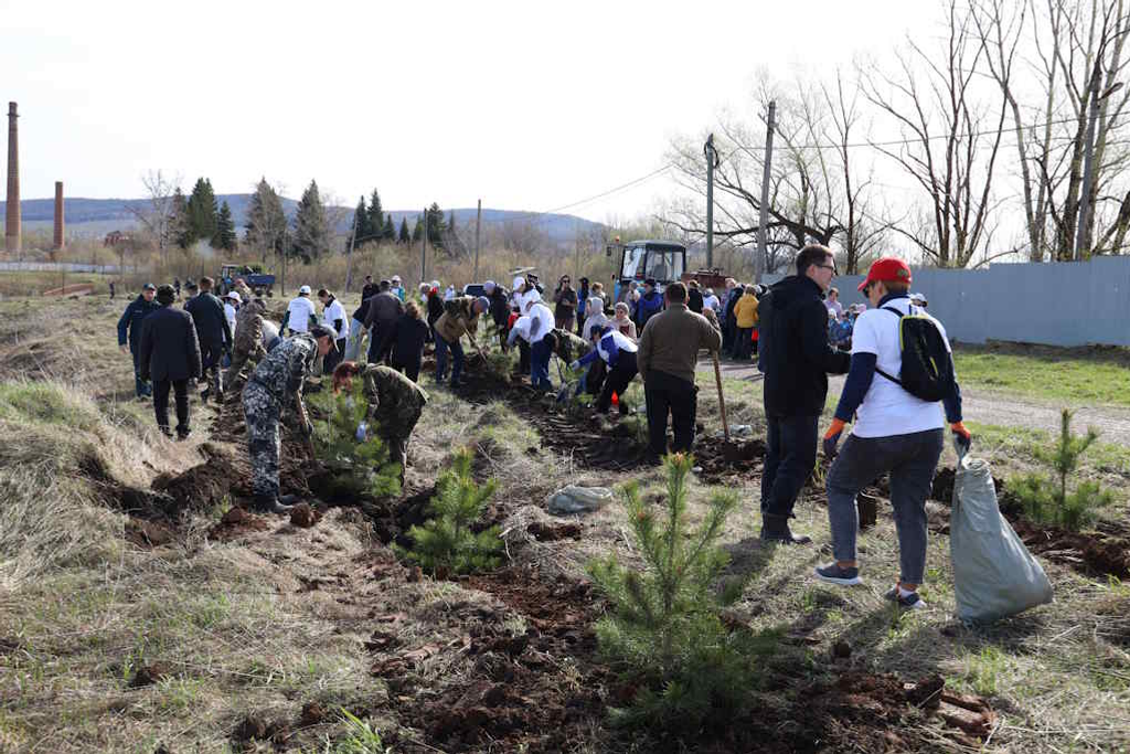 500 молодых деревьев