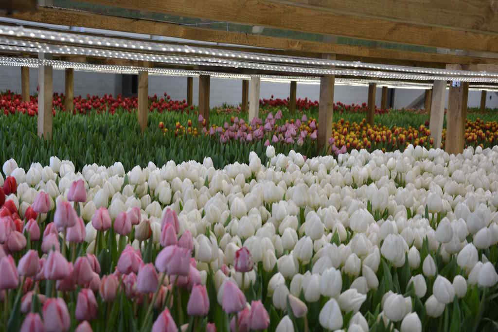 Полмиллиона тюльпанов к 8 Марта