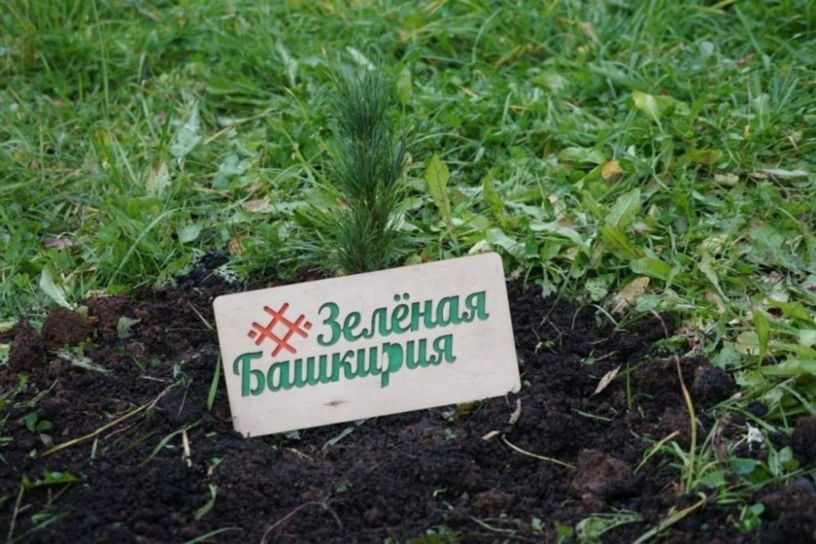 В Башкирии за день посадят 4 тыс. крупномеров и 40 тыс. саженцев