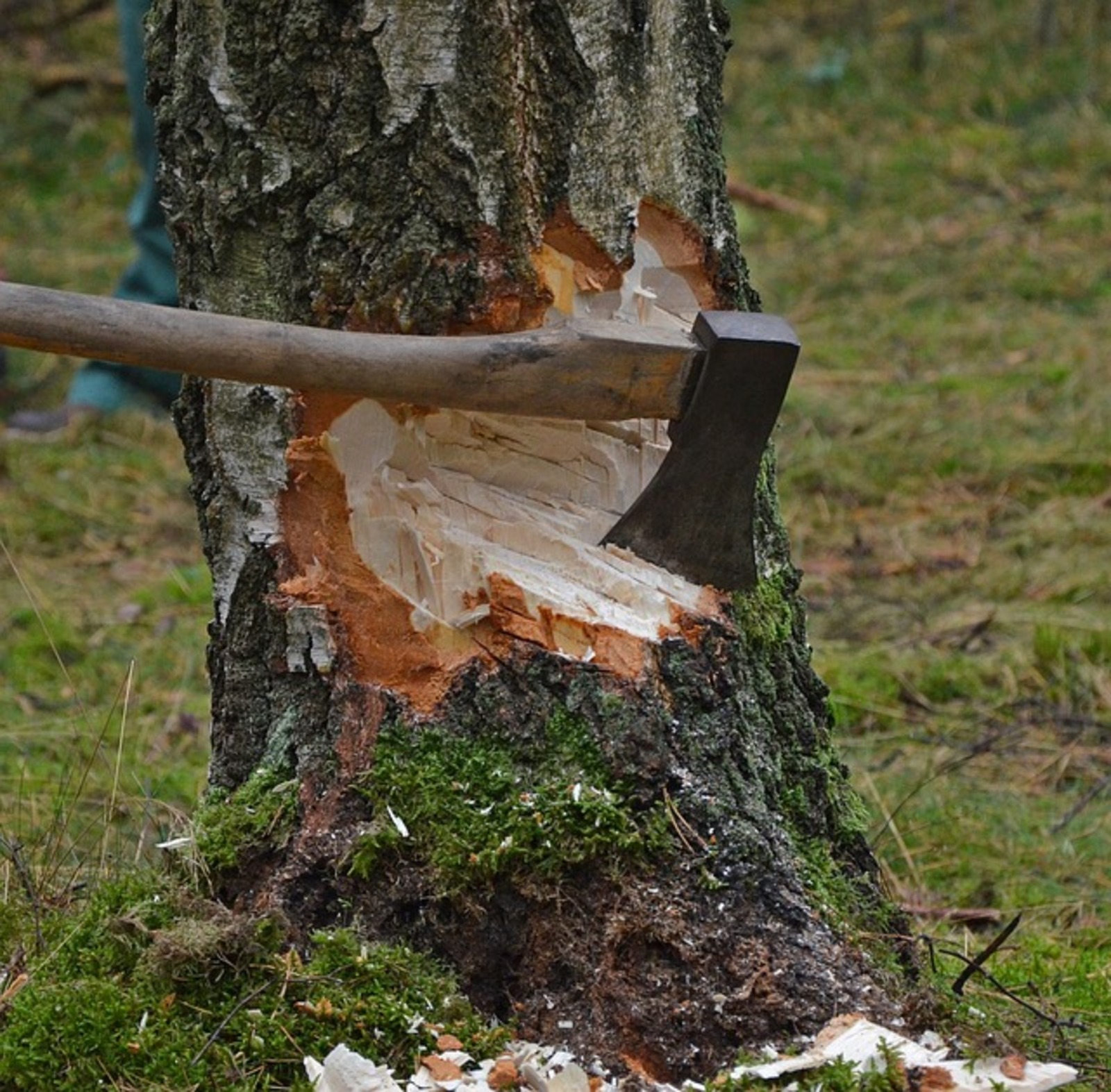 Житель Гафурийского района спилил дуб, причинив ущерб на сумму в 970 тысяч рублей