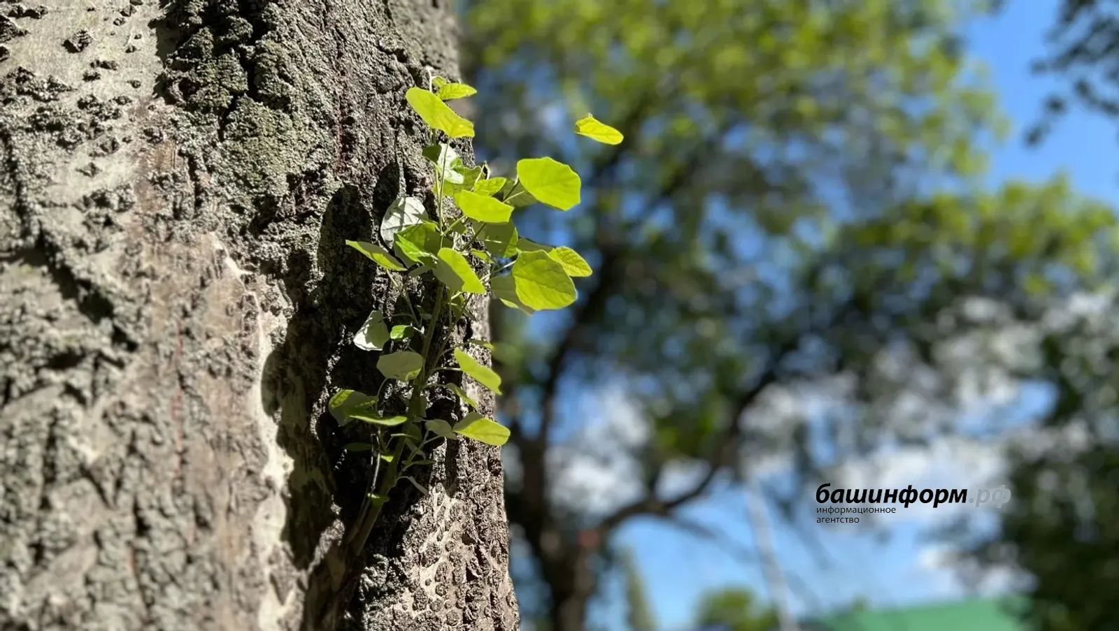Когда в Башкирию придёт настоящее тепло
