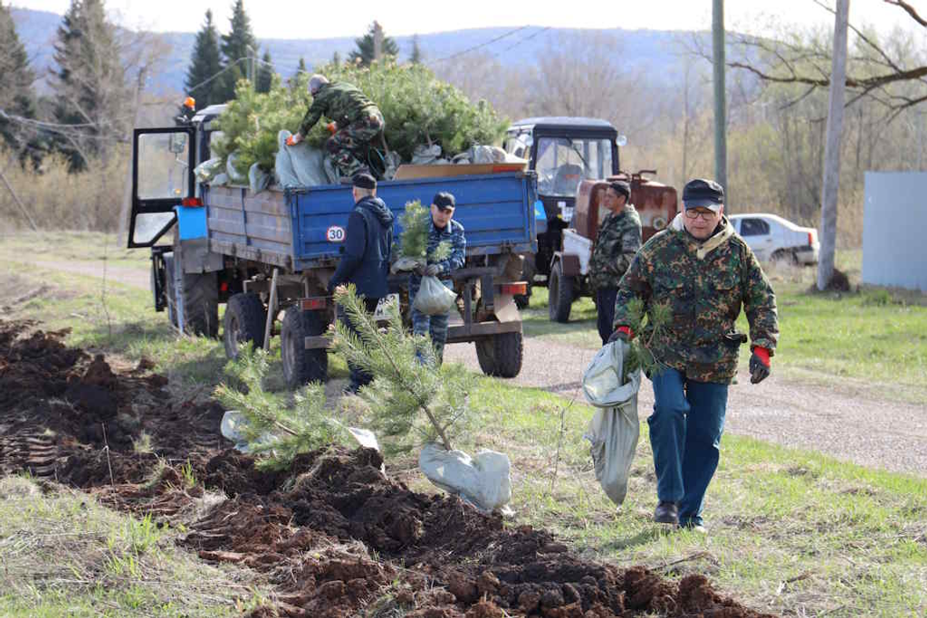 500 молодых деревьев